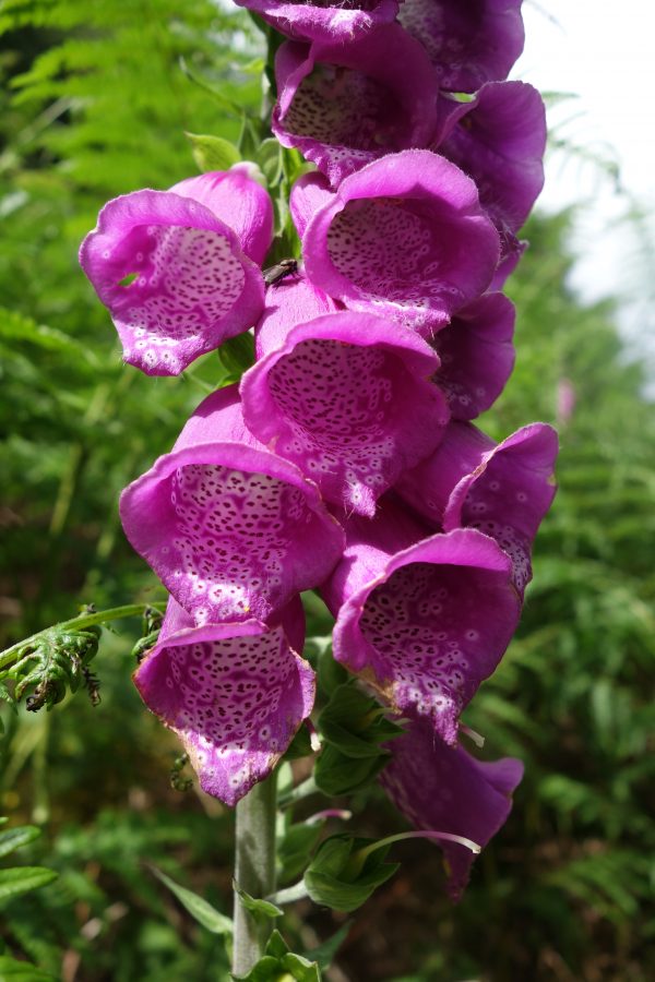 Scottish foxgloves