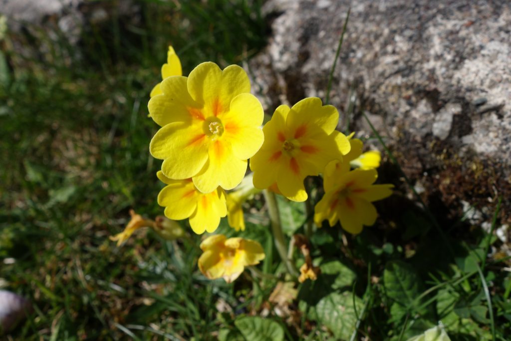 Primroses