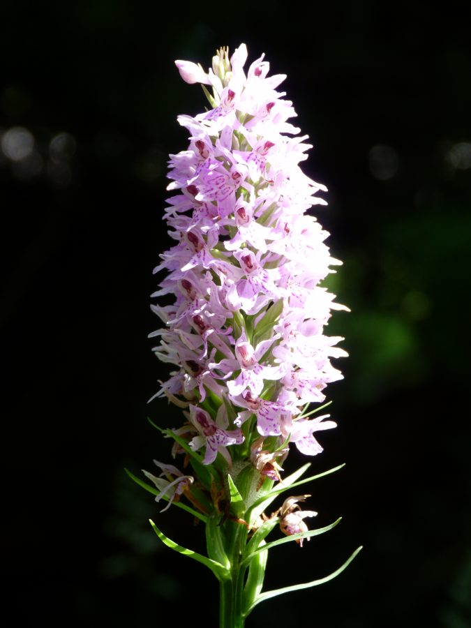 Scottish orchid