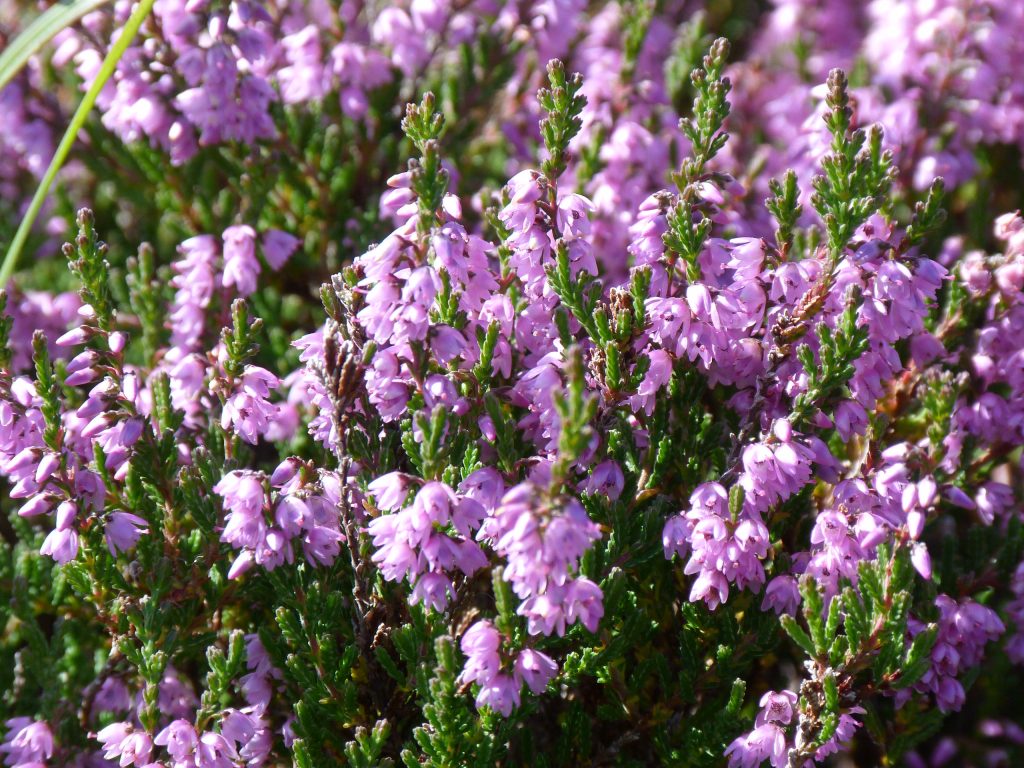 Heather growing the Scottish Highlands