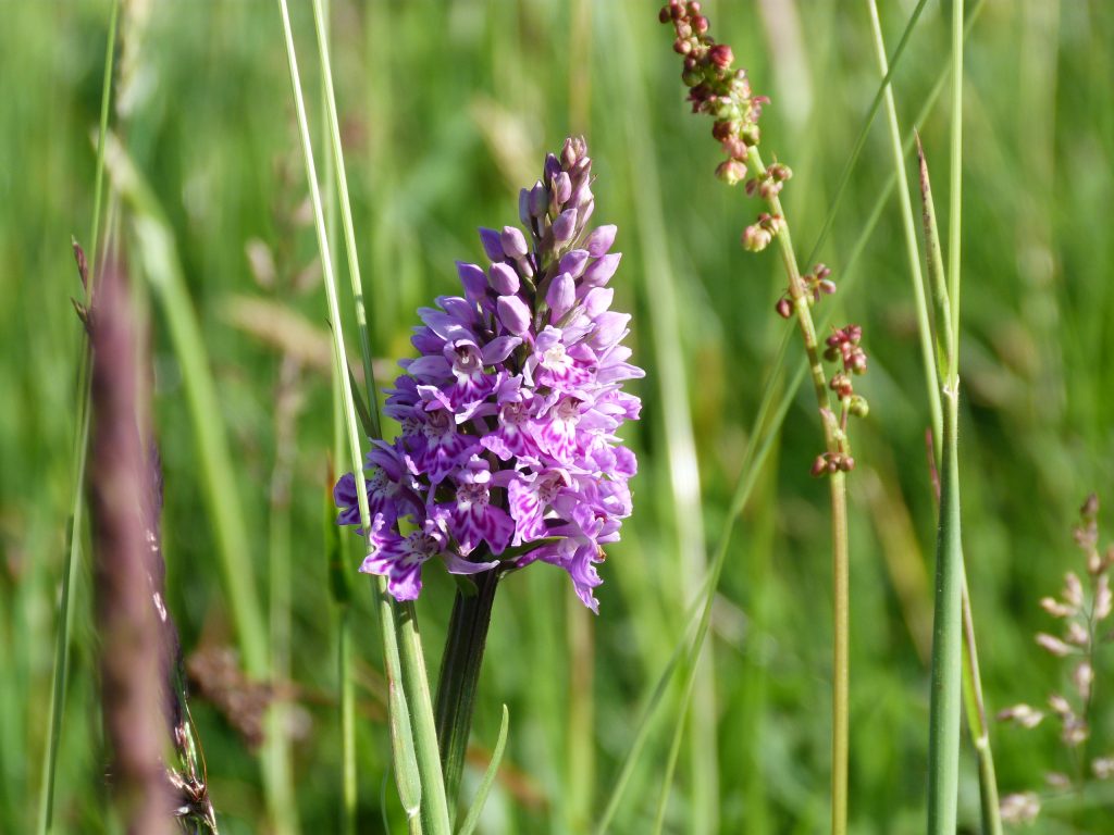Orchid growing on Skye
