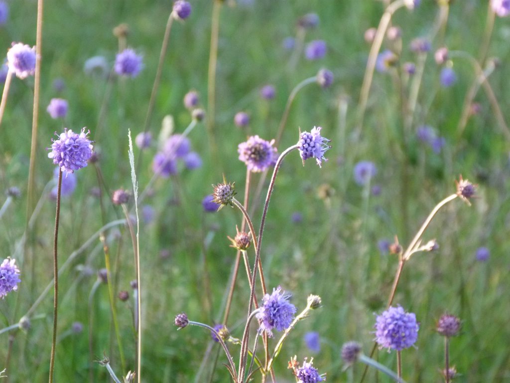 Wild flower meadow, Skye