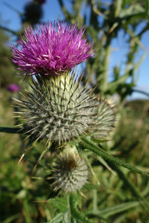 Scottish thistle