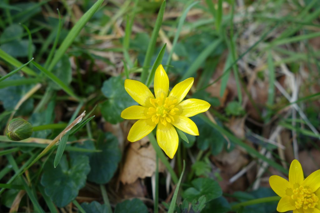 Spring flower