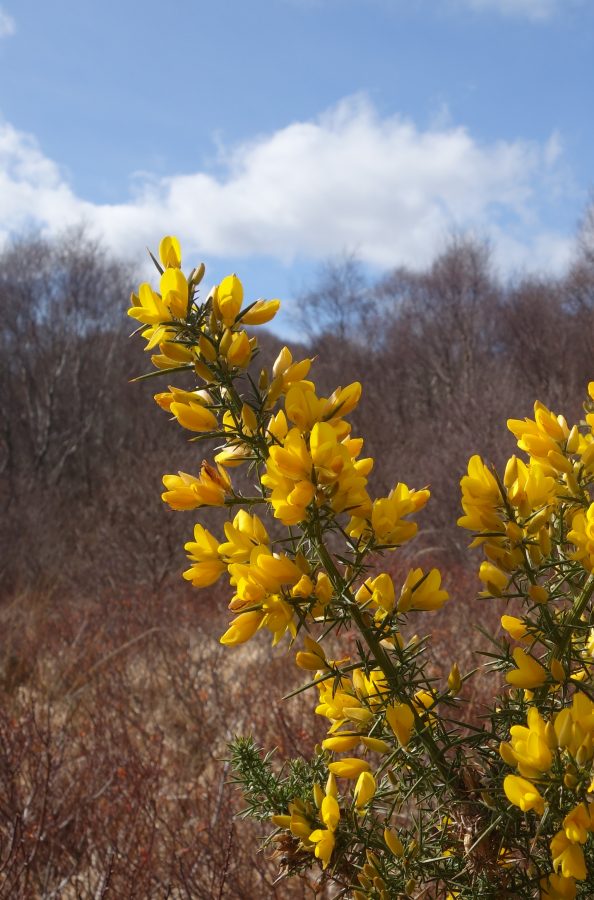 Gorse flowers