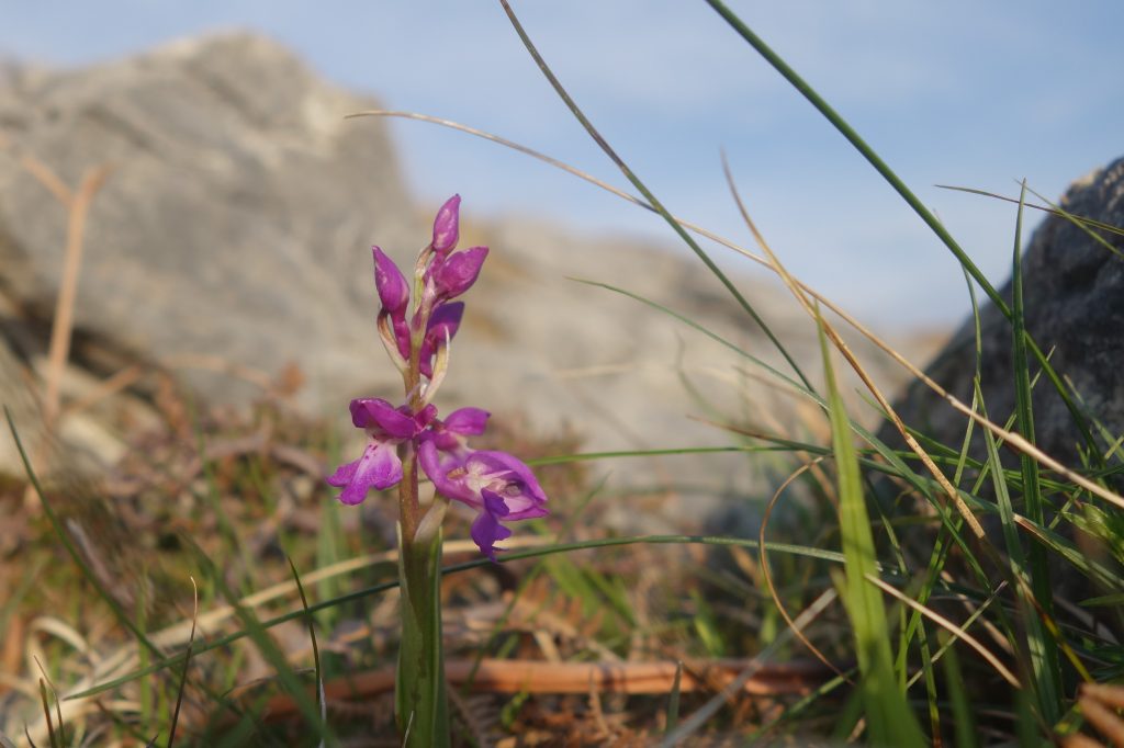 Orchid growing on Skye